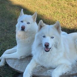 Siberian Huskies from Malibu Kennels