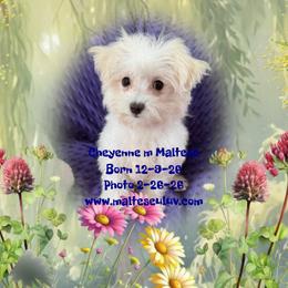 Cheyenne - White male Maltese puppy in Silverhill, Alabama from Malteseuluv’s Tiny Treasurers