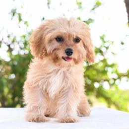 Claire - Cream female Cavapoo puppy in Lawton, Oklahoma from Lindsey’s Cavies