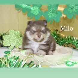 Pomeranian Puppies from The Pom farm