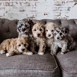 Goldendoodle Puppies from Emma Doodles