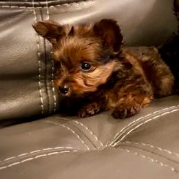 Mighty Mouse - Gold male Yorkshire Terrier puppy in Ocala, Florida from Top Notch Pupz