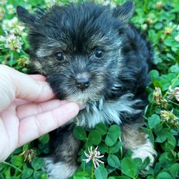 Lucy - Black and tan female Yorkshire Terrier puppy in Bolton, Connecticut from Elle Yorkies
