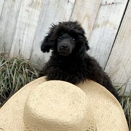 Bax - Poodle puppy in Idaho from IF Toy Poodles