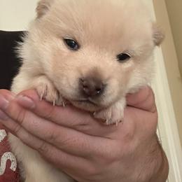 Girl 1 - Cream female Shiba Inu puppy in Atlanta, Georgia from Halo Siberians & Shiba Inu