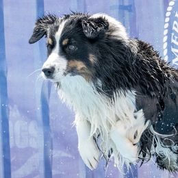 Australian Shepherds and Miniature American Shepherds from Stardust Aussies and MAS
