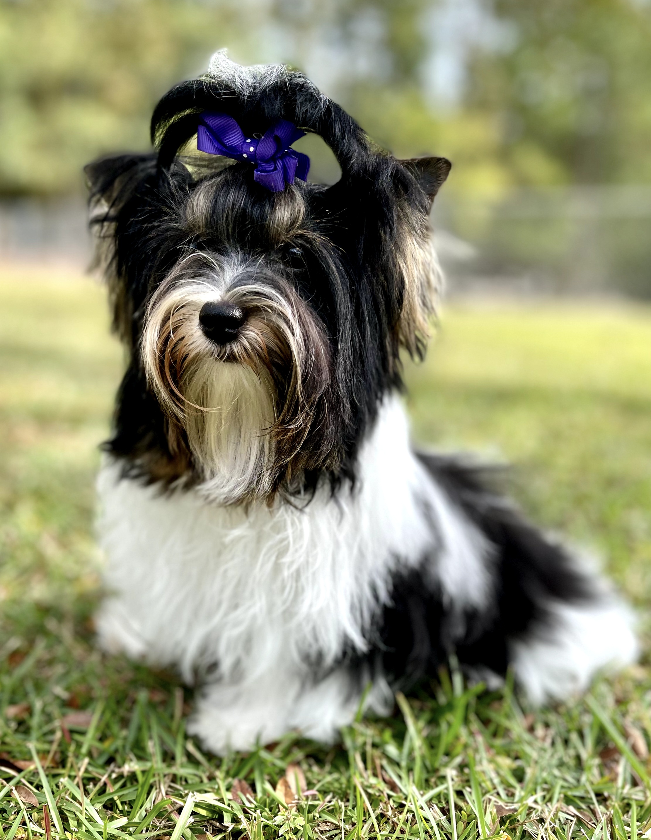 Bailie - Biewer Terrier