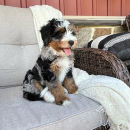 Archie - Blue merle male Bernedoodle puppy in Holtwood, Pennsylvania from Country Ridge Puppies