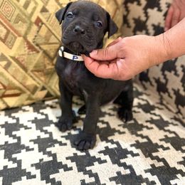Girl 2 - Black female Cane Corso puppy in Granbury, Texas from Revolutions Kennel