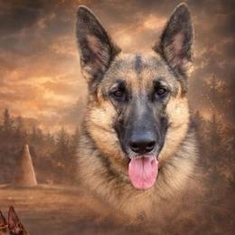 Cat - German Shepherd