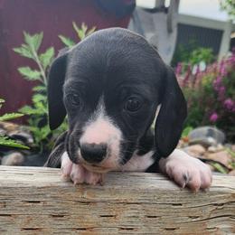 Boy 1 - Black male Dachshund puppy in Lovell, Wyoming from Bernstein Doxies