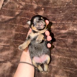 LizBeth - Black and tan female Pomeranian puppy in Angleton, Texas from Pomeranian Palace, LLC