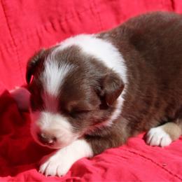 Ruffles - Red tri-color male Australian Shepherd puppy in Laurel, Mississippi from Reeves Australian Shepherds