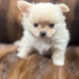 Little Bear - Cream male Chihuahua puppy in Summerfield, Florida from Impeccable's Boutique & Ethical Breeder for the educated & discriminating ONLY