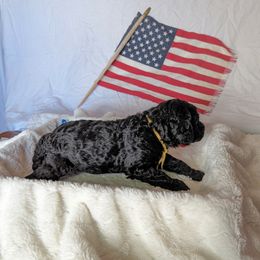 Poodle Puppies from Future Pioneers Farming