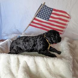 Poodle Puppies from Future Pioneers Farming