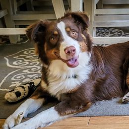 Haku - Australian Shepherd