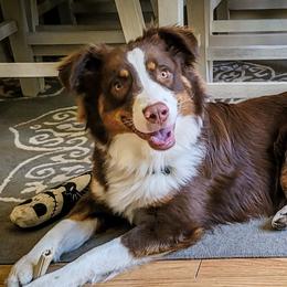 Haku - Australian Shepherd