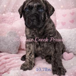 Mescalero - Tiger male Perro de Presa Canario puppy in Horizon, Texas from Mesquite Creek Kennels