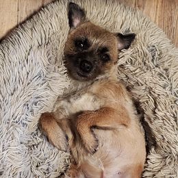 Border Terriers from Christine Vienneau's Border Terriers