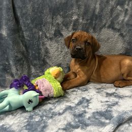 Noelle - Red female Cane Corso puppy in Delta Junction, Alaska from Last Frontier Cane Corsos