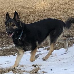 Raven - German Shepherd