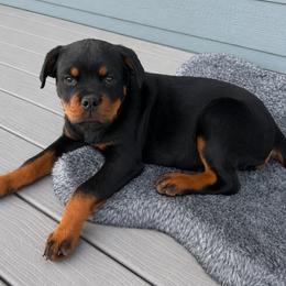 Rose - Black and mahogany female Rottweiler puppy in Parker, Colorado from Denver Rotties