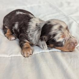 Galaxy - Dapple female Dachshund puppy in Box Elder, South Dakota from Bee Sweet Dachshunds