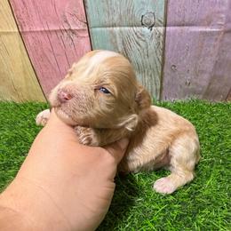 Copper - Wheaten male Miniature Schnauzer puppy in Lufkin, Texas from C&K’s Schnauzer House