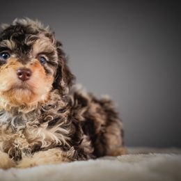 Twill - Brown and white male Bernedoodle puppy in Caldwell, Idaho from Boise Doodle Co.