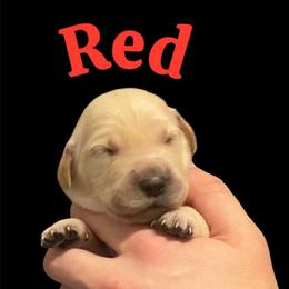 Red Collar - Golden male Golden Retriever puppy in Peoria, Arizona from Westwing Retrievers