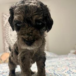 Beignet - Merle female Goldendoodle puppy in Macclenny, Florida from Davis's Doodles