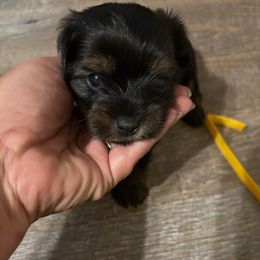Yellow collar - Black and tan female Yorkshire Terrier puppy in Estiffanulga, Florida from Halls Tiny Yorkies