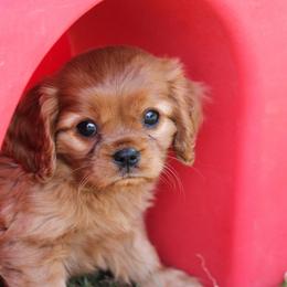 Cavalier King Charles Spaniel Puppies from Streffield Cavaliers