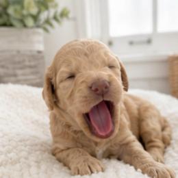 Yellow collar - Cream female Goldendoodle puppy in Christiana, Tennessee from Rechlicz Family Doodles