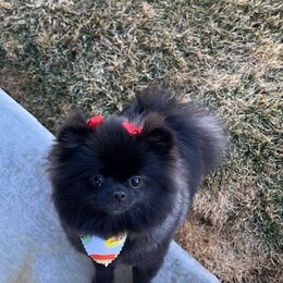 Pomeranian Puppies from Nikki’s lil Pomeranians