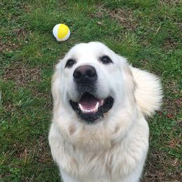 Ella - Golden Retriever