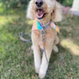 Goldendoodle Puppies from Penny Doodles