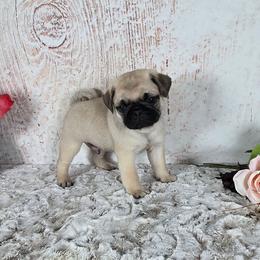 Harrison - Fawn male Pug puppy in Atwood, Illinois from Peace Road Puppies