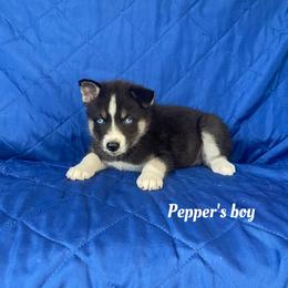 Boy 1 - Black and white male Siberian Husky puppy in Ocala, Florida from Florida Husky Puppies