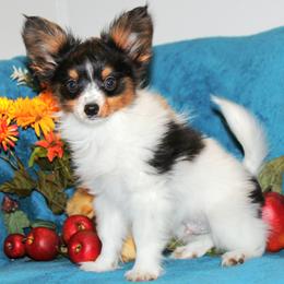 Spuds - White black and tan male Papillon puppy in Neosho, Missouri from Ms. Barbs Puppies