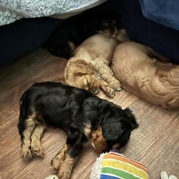Cavalier King Charles Spaniel Puppies from Enchanted Cavaliers