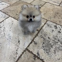 Pomeranian Puppies from Cream Puffs Pomeranians