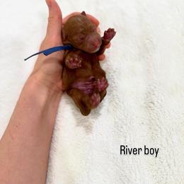 River boy - Red  male Goldendoodle puppy in Rio Linda, California from Plush Doodles