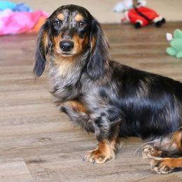 Dachshunds from ZMC Acres Doxies