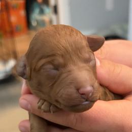 Girl 4 - Red female Cavapoo puppy in Pasco, Washington from Beth's Cavapoos