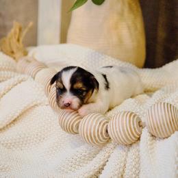 Marley - Parti male Yorkshire Terrier puppy in Eastland, Texas from Peach Yorkies