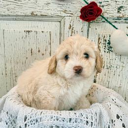 Clarence - Parti male Labradoodle puppy in Bruceton Mills, West Virginia from Adonai Ra'ah Farms
