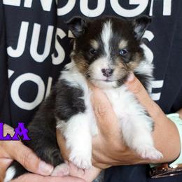 Shayla - Girl - Black & tan female Toy Shetland Sheepdog puppy in Frazeysburg, Ohio from Mountain High Kennels