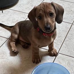 Dachshund Puppies from Wigglebutts Miniature Dachshund Az